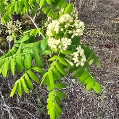 Sorbus domestica (Service Tree) at Farrer, ACT - 4 Oct 2025 by Mike