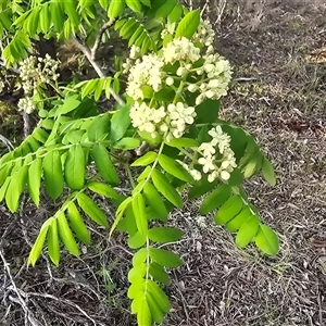Sorbus domestica at Farrer, ACT - Today by Mike