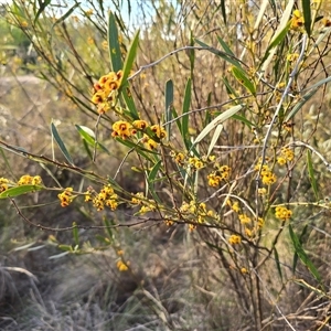 Daviesia mimosoides subsp. mimosoides at Farrer, ACT - Today by Mike