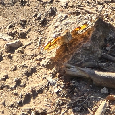 Unverified Butterfly (Lepidoptera, Rhopalocera) at Farrer, ACT - Yesterday by Mike