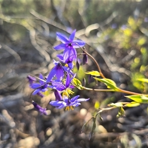 Stypandra glauca at Farrer, ACT - Today by Mike