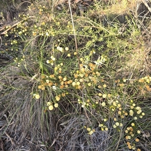 Acacia buxifolia subsp. buxifolia at Farrer, ACT - Today by Mike