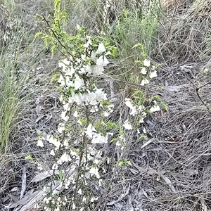 Leucopogon fletcheri subsp. fletcheri at Farrer, ACT - Today by Mike