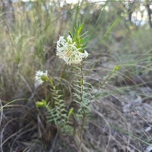 Pimelea linifolia at Farrer, ACT - Today by Mike