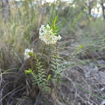 Pimelea linifolia at Farrer, ACT - 4 Oct 2025 by Mike