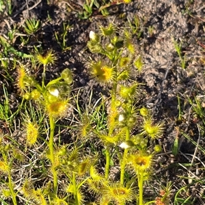 Drosera gunniana at Fadden, ACT - Today by Mike