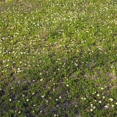 Calotis anthemoides (Chamomile Burr-daisy) at Fadden, ACT - 4 Oct 2025 by Mike