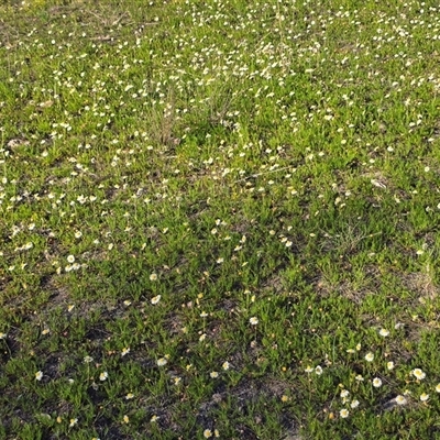 Calotis anthemoides (Chamomile Burr-daisy) at Fadden, ACT - 4 Oct 2025 by Mike