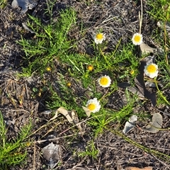 Calotis anthemoides (Chamomile Burr-daisy) at Fadden, ACT - 4 Oct 2025 by Mike