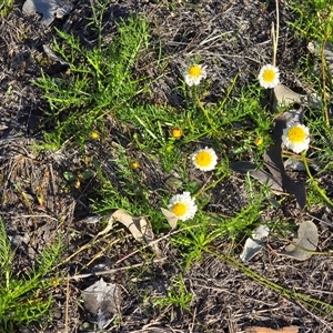 Calotis anthemoides at Fadden, ACT - Today by Mike
