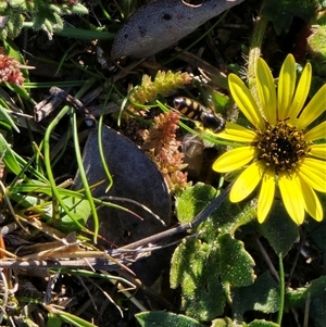 Unverified Hover fly (Syrphidae) at Fadden, ACT - Today by Mike