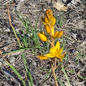 Bulbine bulbosa at Fadden, ACT - Today by Mike