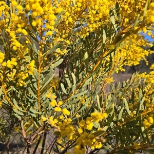 Acacia buxifolia subsp. buxifolia at Fadden, ACT - Today by Mike