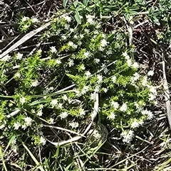 Asperula conferta (Common Woodruff) at Wanniassa, ACT - 4 Oct 2025 by Mike