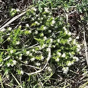 Asperula conferta at Wanniassa, ACT - Today by Mike