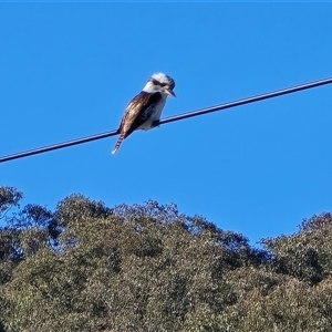 Dacelo novaeguineae at Wanniassa, ACT - Today by Mike