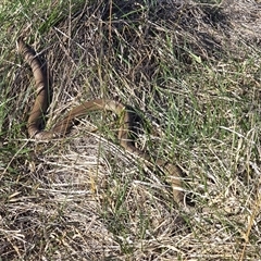 Pseudonaja textilis (Eastern Brown Snake) at Wanniassa, ACT - 4 Oct 2025 by Mike
