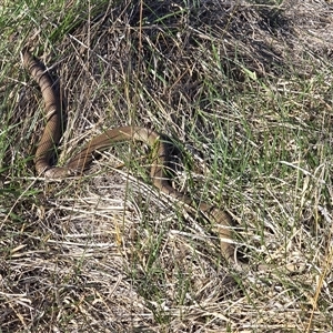 Pseudonaja textilis at Wanniassa, ACT - Today by Mike