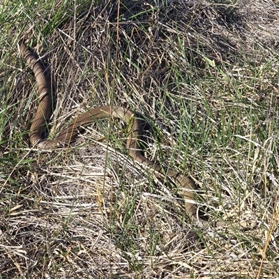 Pseudonaja textilis (Eastern Brown Snake) at Wanniassa, ACT - 4 Oct 2025 by Mike