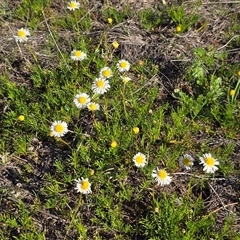 Calotis anthemoides (Chamomile Burr-daisy) at Wanniassa, ACT - 4 Oct 2025 by Mike