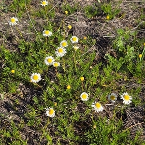 Calotis anthemoides at Wanniassa, ACT - Today by Mike