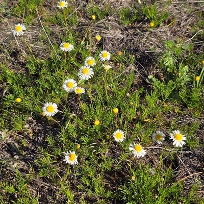 Calotis anthemoides (Chamomile Burr-daisy) at Wanniassa, ACT - 4 Oct 2025 by Mike