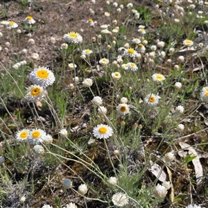 Leucochrysum albicans subsp. tricolor at Fadden, ACT - Today by Mike