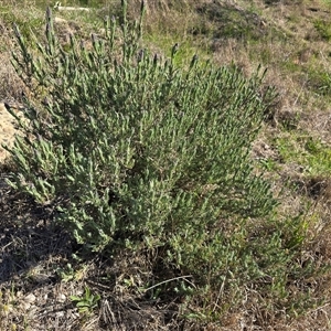 Lavandula stoechas at Wanniassa, ACT - Today by Mike