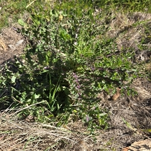 Sonchus asper at Wanniassa, ACT - Today by Mike