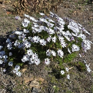 Dimorphotheca ecklonis at Wanniassa, ACT - Today by Mike