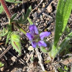 Erodium crinitum at Fadden, ACT - 4 Oct 2025 by Mike