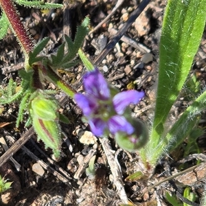 Erodium crinitum at Fadden, ACT - Today by Mike