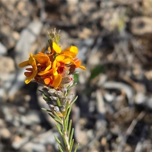 Unverified Pea at Fadden, ACT - Today by Mike