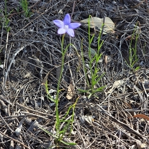 Wahlenbergia capillaris at Isaacs, ACT - Today by Mike