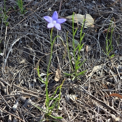Wahlenbergia capillaris at Isaacs, ACT - 4 Oct 2025 by Mike