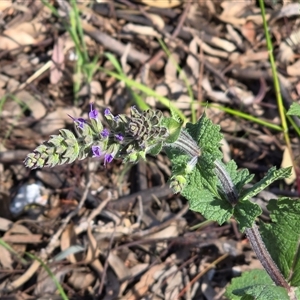 Salvia verbenaca var. verbenaca at Isaacs, ACT - Today by Mike