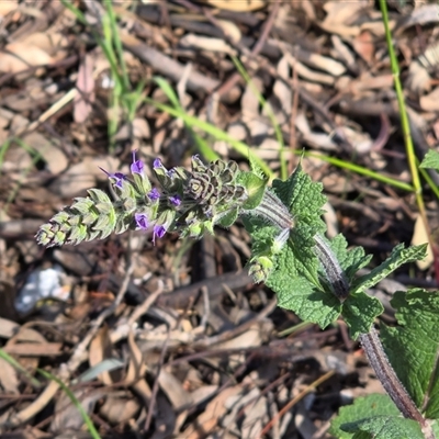Salvia verbenaca var. verbenaca (Wild Sage) at Isaacs, ACT - 4 Oct 2025 by Mike