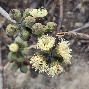 Eucalyptus serraensis subsp. verrucata at Isaacs, ACT - Today by Mike