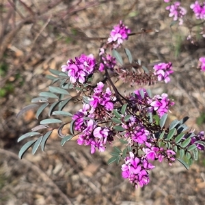 Indigofera australis subsp. australis (Australian Indigo) at Isaacs, ACT - Today by Mike