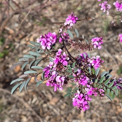Indigofera australis subsp. australis (Australian Indigo) at Isaacs, ACT - 4 Oct 2025 by Mike