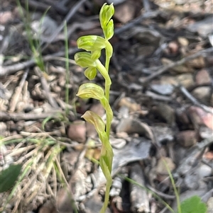 Bunochilus montanus (ACT) = Pterostylis jonesii (NSW) at Googong, NSW - Today by Clarel