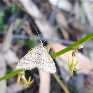 Scopula rubraria by Aussiegall