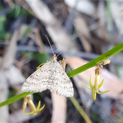 Scopula rubraria at  - suppressed by Aussiegall