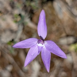 Glossodia major at Jerrabomberra, NSW - Yesterday by Miranda