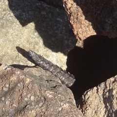 Egernia cunninghami (Cunningham's Skink) at Kambah, ACT - Yesterday by GirtsO
