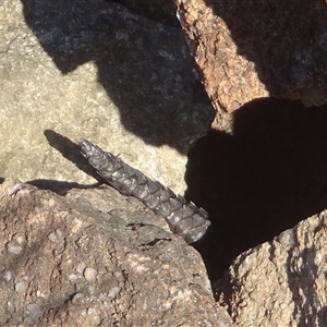 Egernia cunninghami at Kambah, ACT - Today by GirtsO