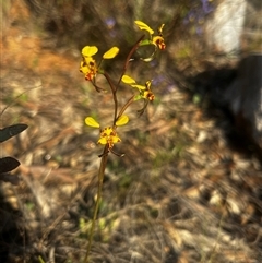 Diuris pardina (Leopard Doubletail) at Hackett, ACT - 4 Oct 2025 by Juliainnature