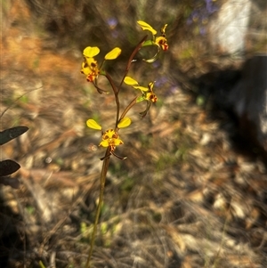 Diuris chryseopsis at Hackett, ACT - Today by Juliainnature
