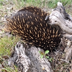 Tachyglossus aculeatus (Short-beaked Echidna) at Mongarlowe, NSW - 3 Oct 2025 by Dron
