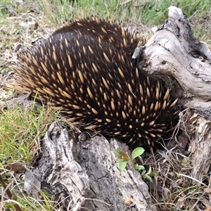 Tachyglossus aculeatus by Dron